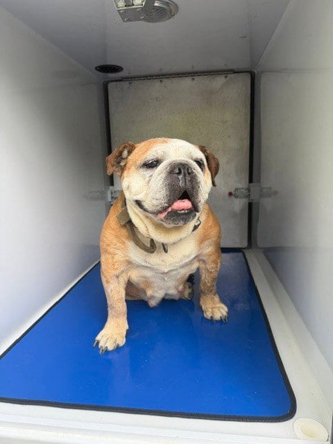 Photo of Perfect Puddin Pop, adoptable senior English Bulldog in Derwood, Maryland