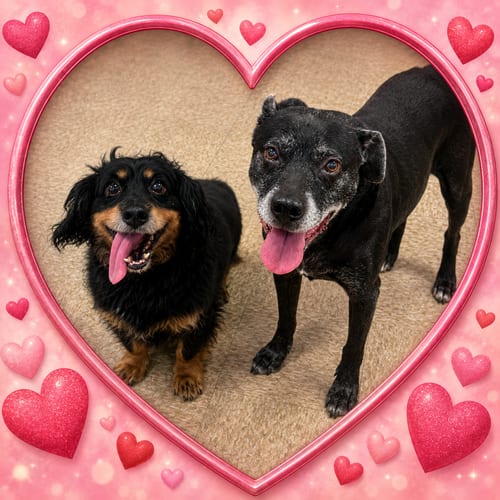 Photo of Bandit and Basque (senior bonded pair), adoptable senior Unknown breed in Fenton, Missouri