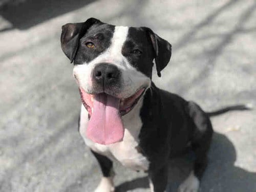 CUBA, adoptable senior American Pit Bull Terrier in Atlanta, GA