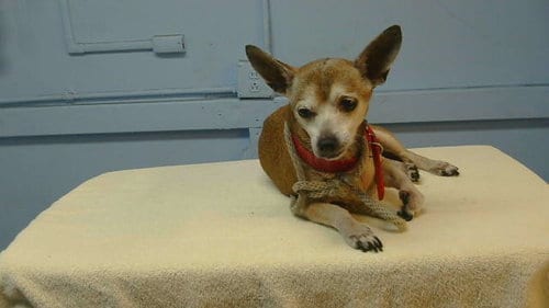 Photo of Hershey, adoptable senior Chihuahua in Gardena, California
