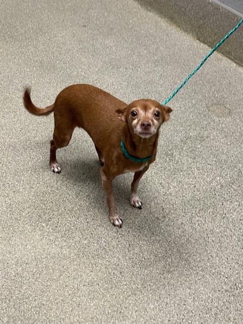 Photo of Sophie (Mocha), adoptable senior Chihuahua in Las Vegas, Nevada