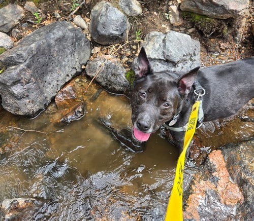 Photo of Dingo, adoptable senior Australian Kelpie in Brighton, Colorado