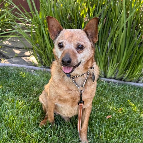 Photo of Borris, adoptable senior Australian Cattle Dog/Blue Heeler in Santa Clara, California