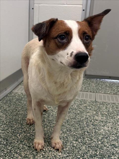 Photo of Daisy, adoptable senior Jack Russell Terrier (Parson Russell Terrier) in Salisbury, North Carolina