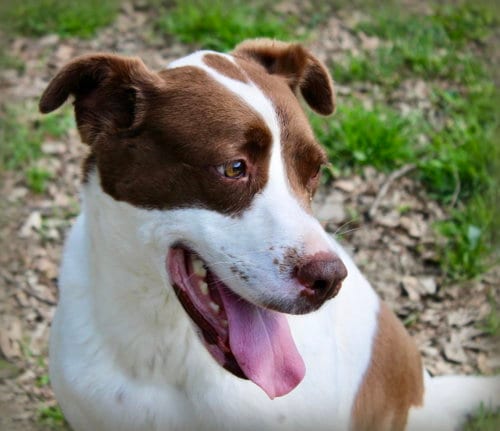 Betty Boop, adoptable senior Labrador Retriever in Holly Springs, MS