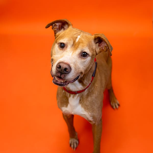 Photo of Sawyer, adoptable senior Pit Bull cross in Lawrenceville, Georgia