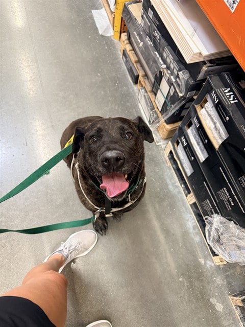 Photo of Fifi, adoptable senior Mastiff in Sacramento, California