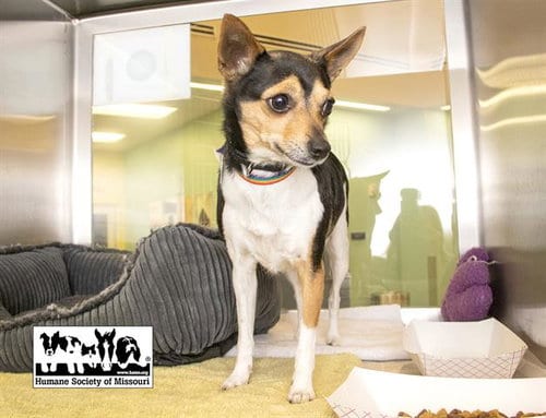 Photo of Jiggy, adoptable senior Rat Terrier in Maryland, Missouri