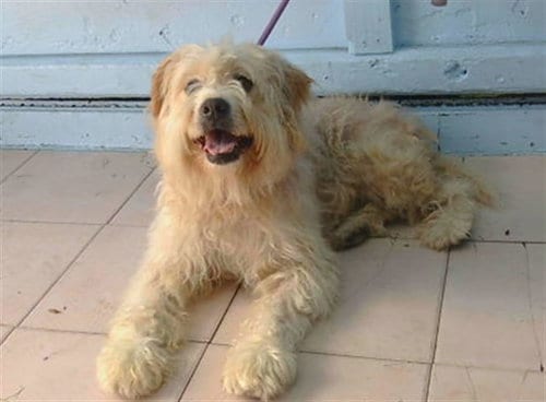 Photo of Nala, adoptable senior Terrier in Gardena, California