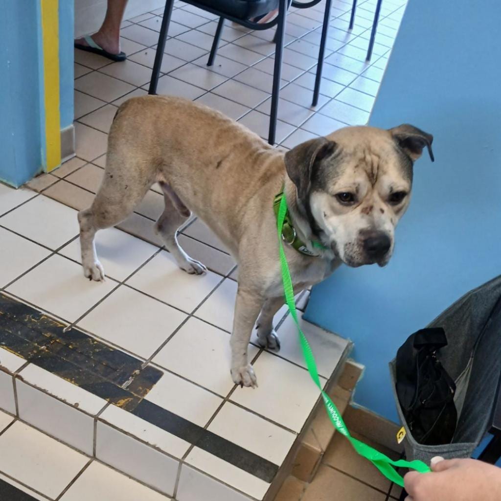Photo of Bodie, adoptable senior Mixed Breed (Medium) in Fort Pierce, Florida