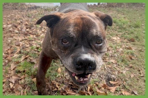 Photo of Zep, adoptable senior Boxer in Amherst, Massachusetts