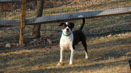 Photo of MJ, adoptable senior Boston Terrier in Pittstown, New Jersey