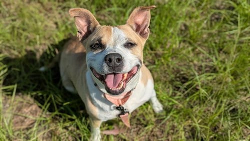 Photo of Ginger, adoptable senior American Pit Bull Terrier in Ocala, Florida