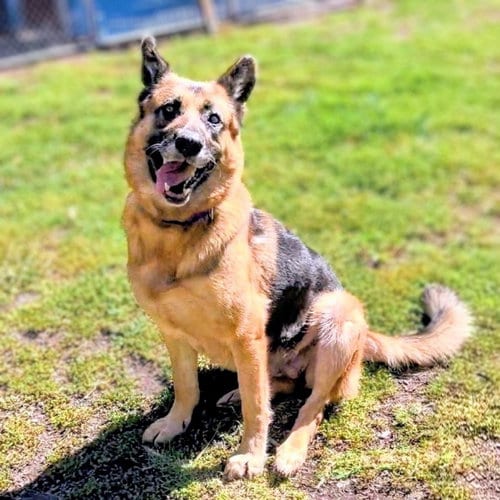 Photo of Gwen, adoptable senior German Shepherd Dog in Oakland, California