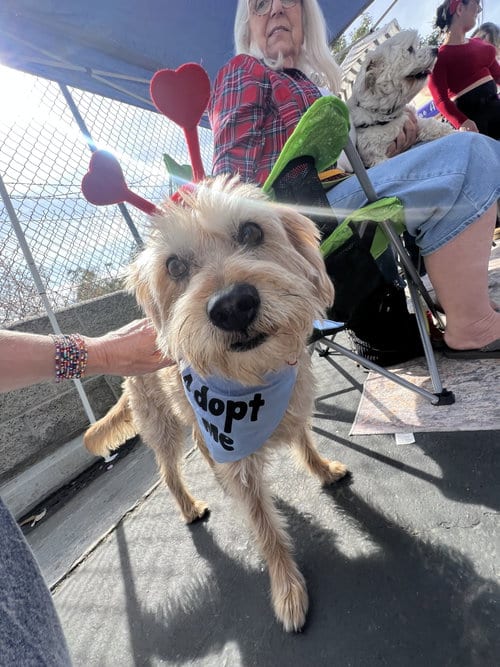 Photo of Cowboy, adoptable senior Terrier in San Bernardino, California