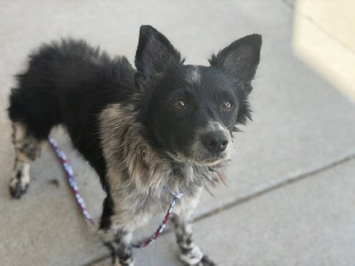 Photo of Mortisha, adoptable senior Australian Shepherd in Tulsa, Oklahoma