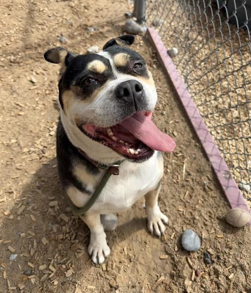 Photo of Trixie, adoptable senior American Pit Bull Terrier in Albuquerque, New Mexico