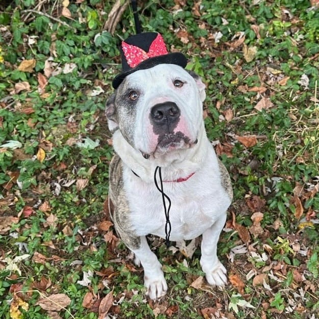Photo of Candy Cane, adoptable senior Pit Bull Terrier in Maysville, Kentucky