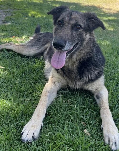 Photo of Bell, adoptable senior German Shepherd Dog in Riverside, California