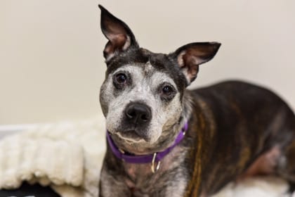 Photo of Star, adoptable senior Terrier, Staffordshire Bull/Mix in Annapolis, Maryland