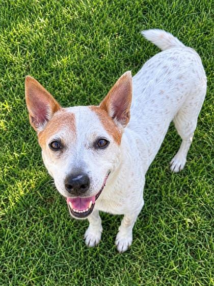 Photo of Spot (Underdog-in foster), adoptable senior Australian Cattle Dog in New Orleans, Louisiana