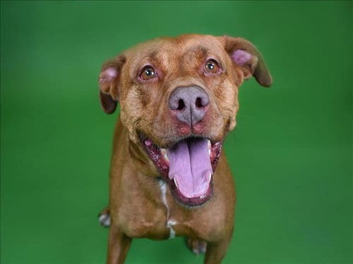 Photo of Jasmine, adoptable senior Labrador Retriever in West Palm Beach, Florida