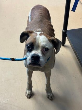 Photo of Lily Belle, adoptable senior dog in Chamblee, Georgia