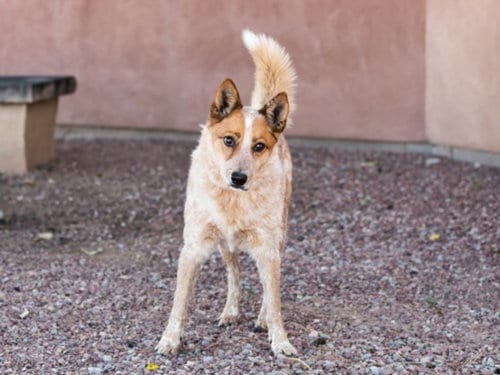 Photo of Chato, adoptable senior Queensland Heeler in Santa Fe, New Mexico