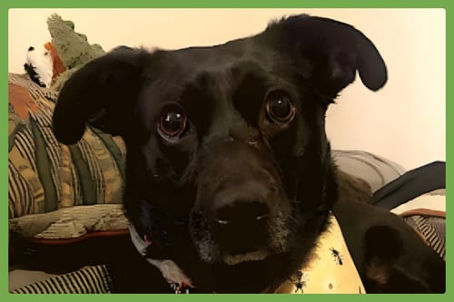 Photo of Luna, adoptable senior Terrier in Amherst, Massachusetts