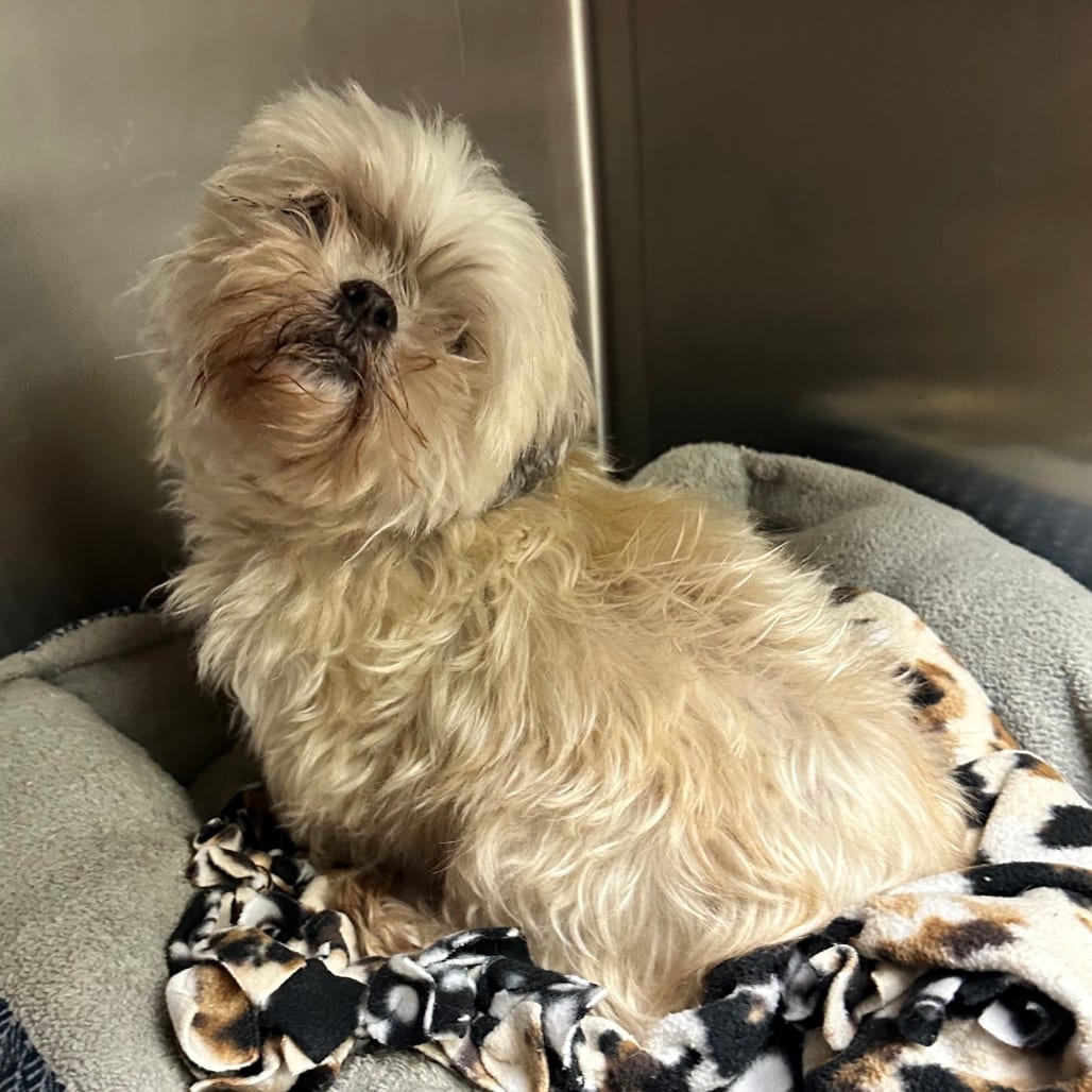 Photo of Gertie FC LN, adoptable senior Shih Tzu in Union, Missouri