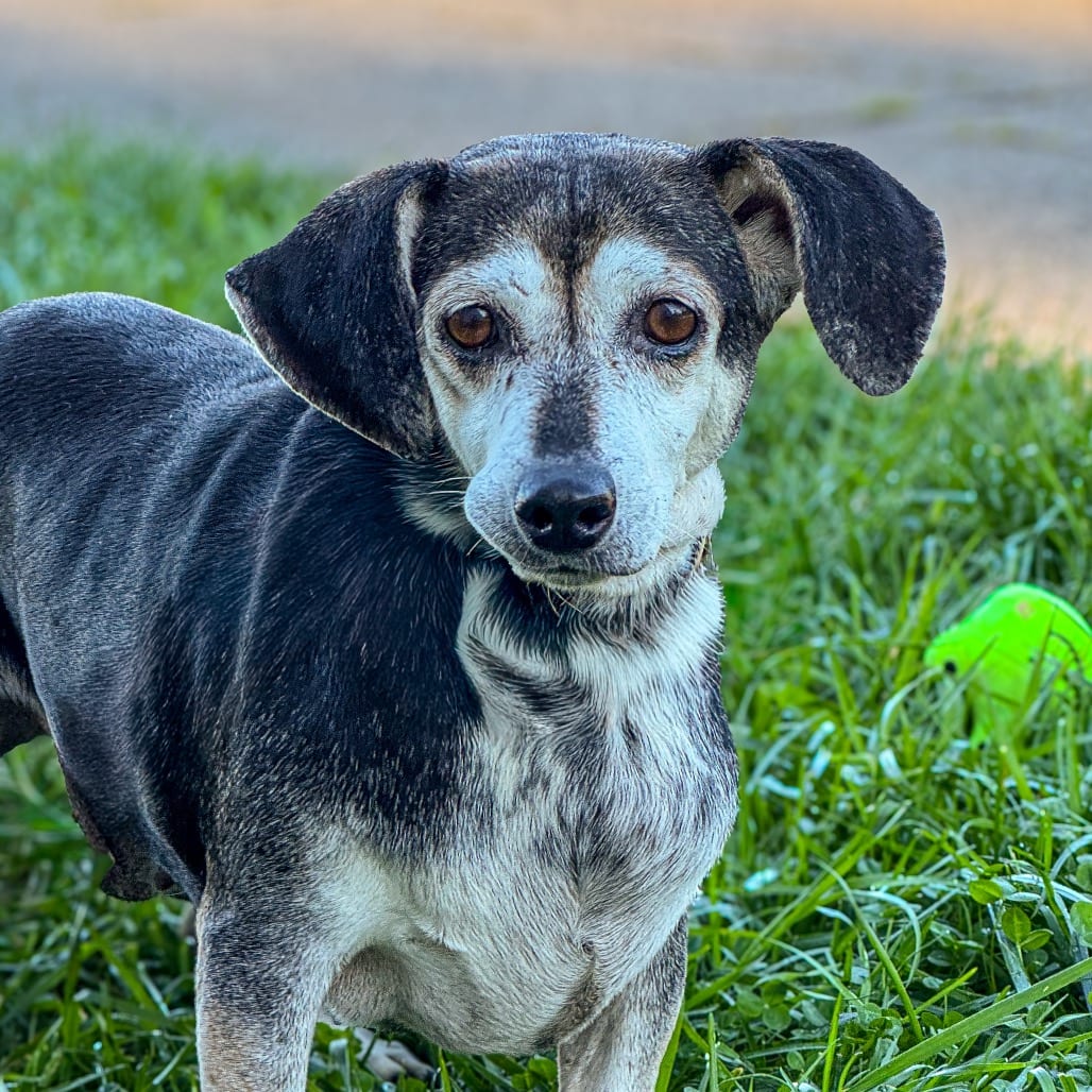 Photo of Mildred, adoptable senior Beagle in Ohio, Ohio