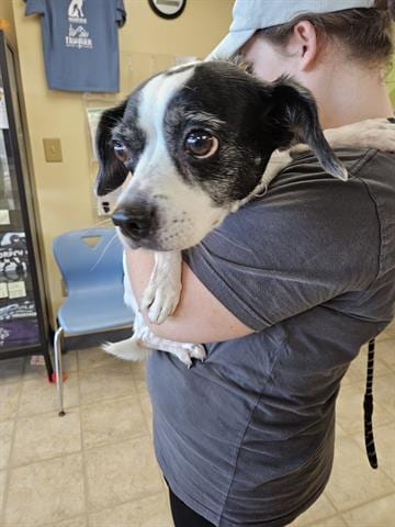Photo of Lacy, adoptable senior Parson Russell Terrier in Norfolk, Virginia