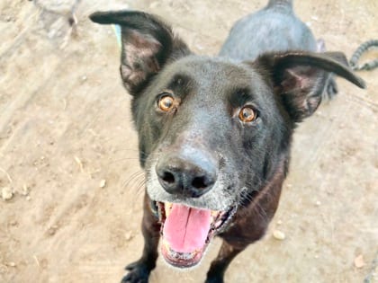 Photo of Icarus HW+, adoptable senior dog in Georgetown, Texas