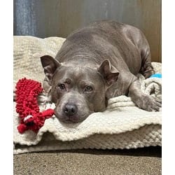 Photo of Kleo, adoptable senior American Staffordshire Terrier in Roseville, California