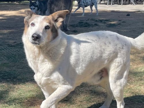 Desert Dog White Knight, adoptable senior Queensland Heeler in San Bernardino, CA