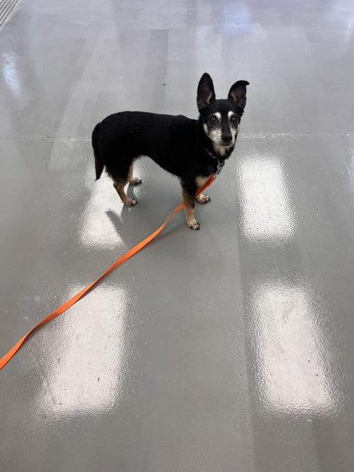 Photo of Juicy, adoptable senior Terrier in Georgetown, Kentucky