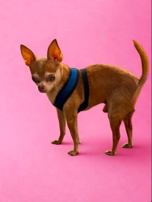 Photo of Miguel, adoptable senior Chihuahua in North Babylon, New York