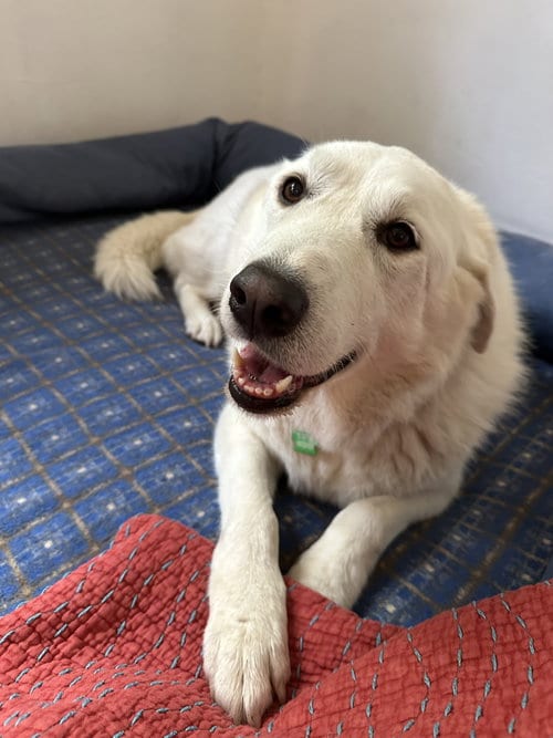 Photo of Halo, adoptable senior Great Pyrenees in Petaluma, California