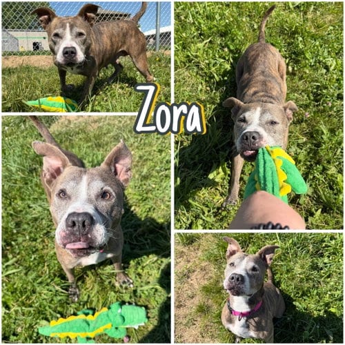 Photo of Zora, adoptable senior American Staffordshire Terrier in Pierceton, Indiana