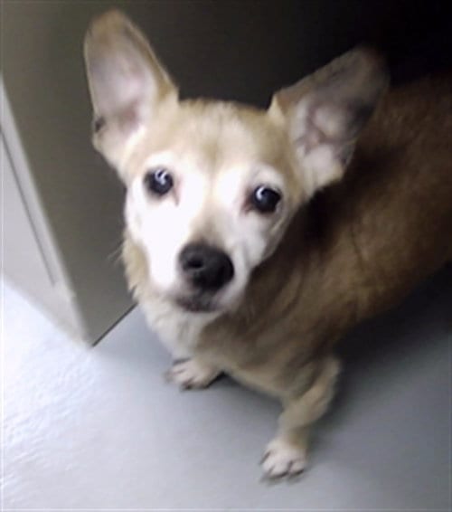 Photo of Alternator, adoptable senior Chihuahua in St. Cloud, Florida