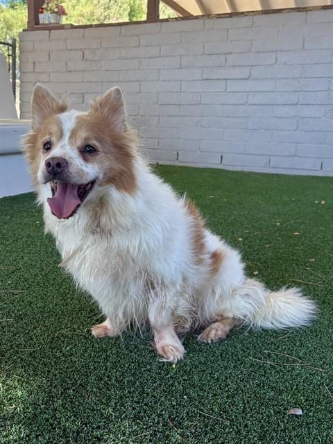 Photo of Finnigan, adoptable senior Pembroke Welsh Corgi in Castaic, California