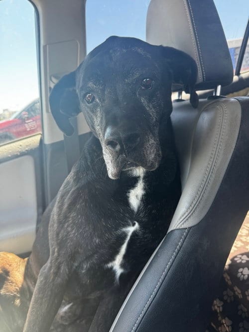 Photo of David Puddy, adoptable senior Boxer in Fort Collins, Colorado