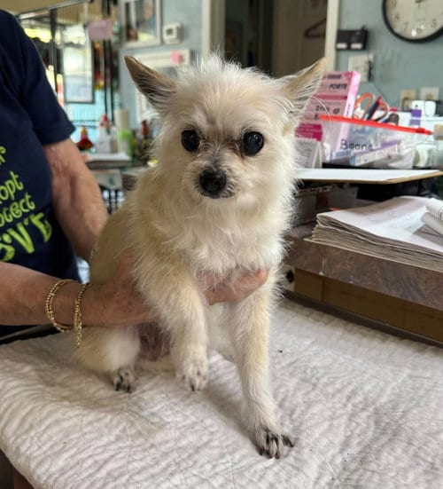 Photo of Miss Beetle, adoptable senior Pomeranian in Benton, Louisiana