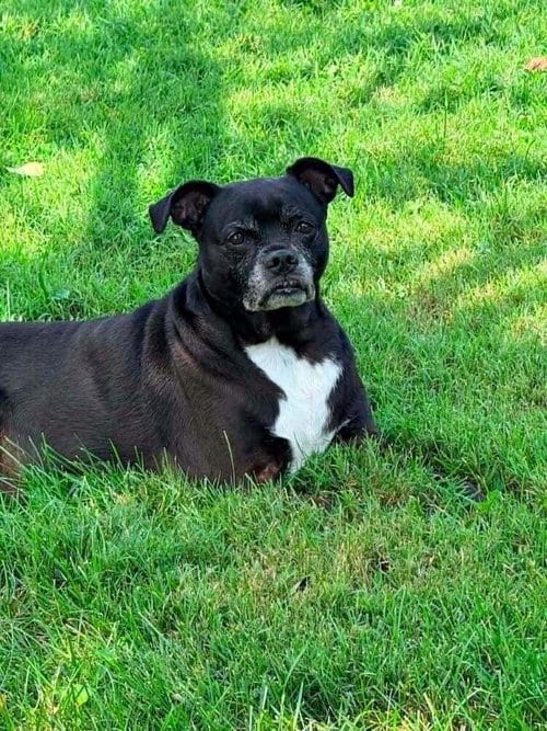 Photo of Tate, adoptable senior Labrador Retriever in O'Fallon, Missouri