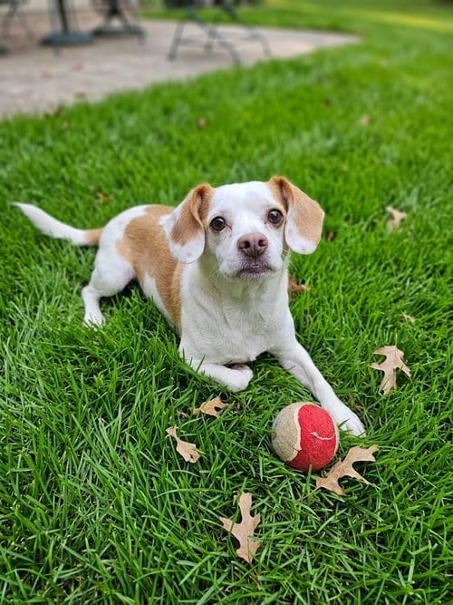 Photo of Gabe, adoptable senior Beagle in Genesee, Wisconsin