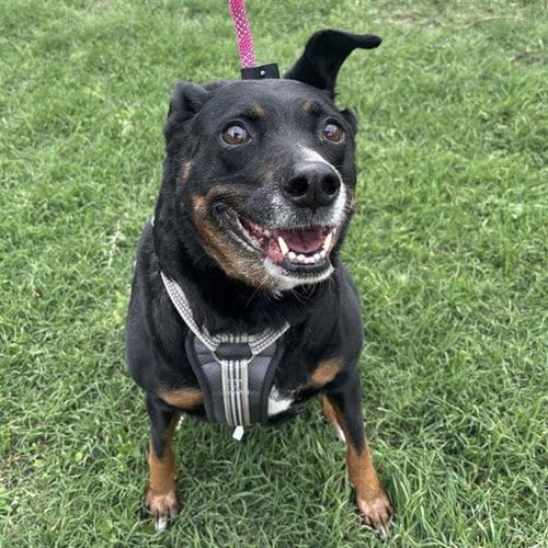 Photo of Rosie, adoptable senior Labrador Retriever in San Antonio, Texas