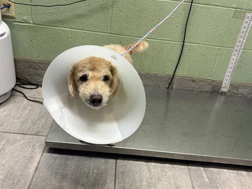 Photo of Biscuit, adoptable senior Poodle (Miniature) in Grand Prairie, Texas