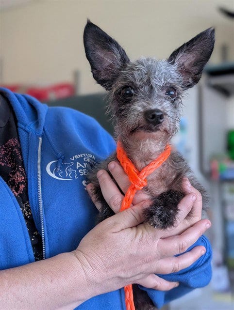 Photo of Patty, adoptable senior Chihuahua in Camarillo, California