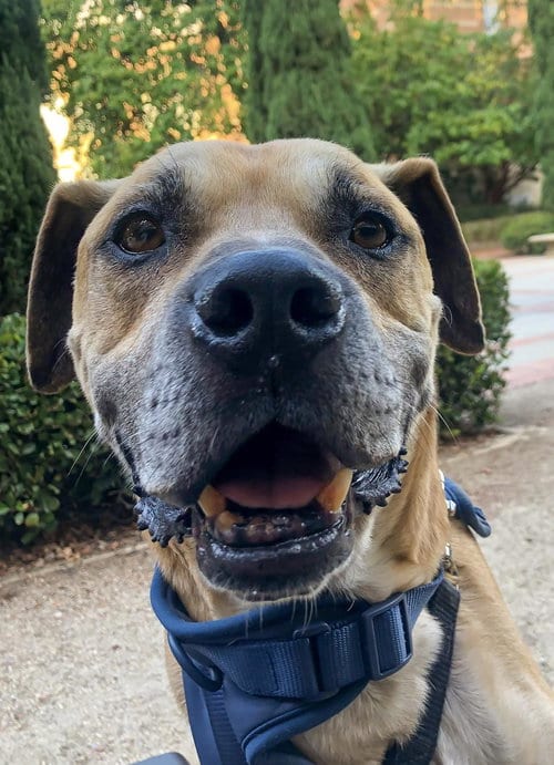 Kobe Boy, adoptable senior Black Mouth Cur in Dana Point, CA