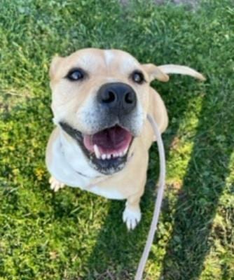 Cain, adoptable senior Pit Bull Terrier in Ventura, CA